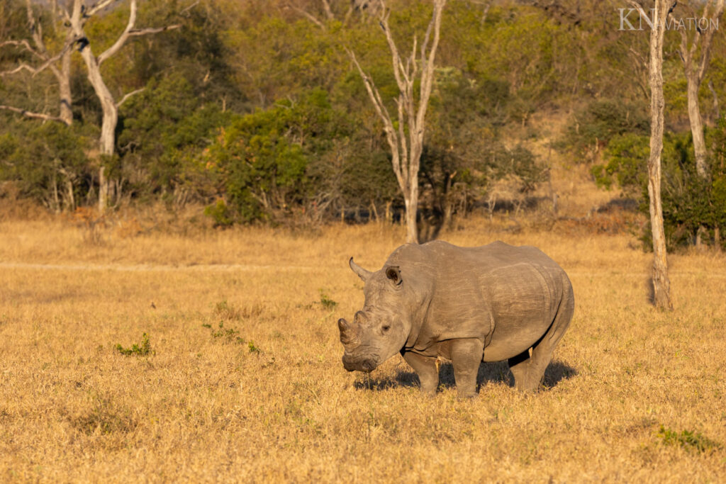 Safari