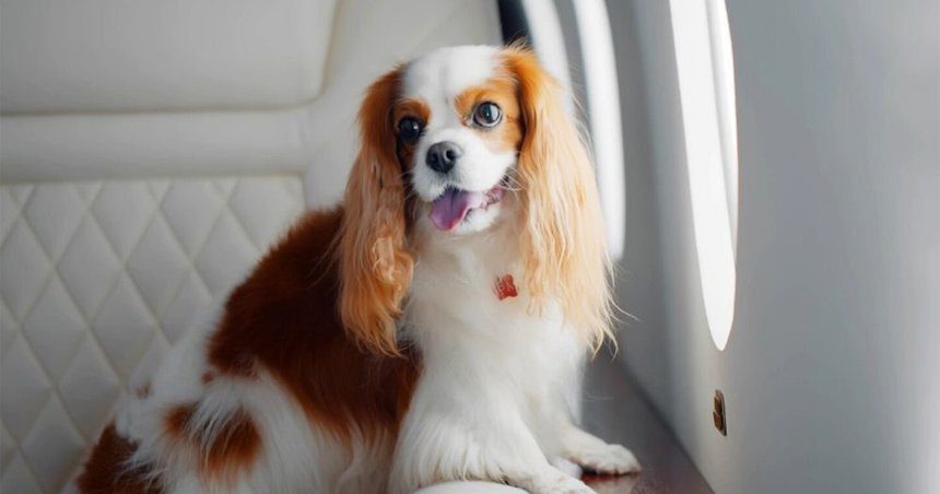 New Rules for Dogs Entering the...