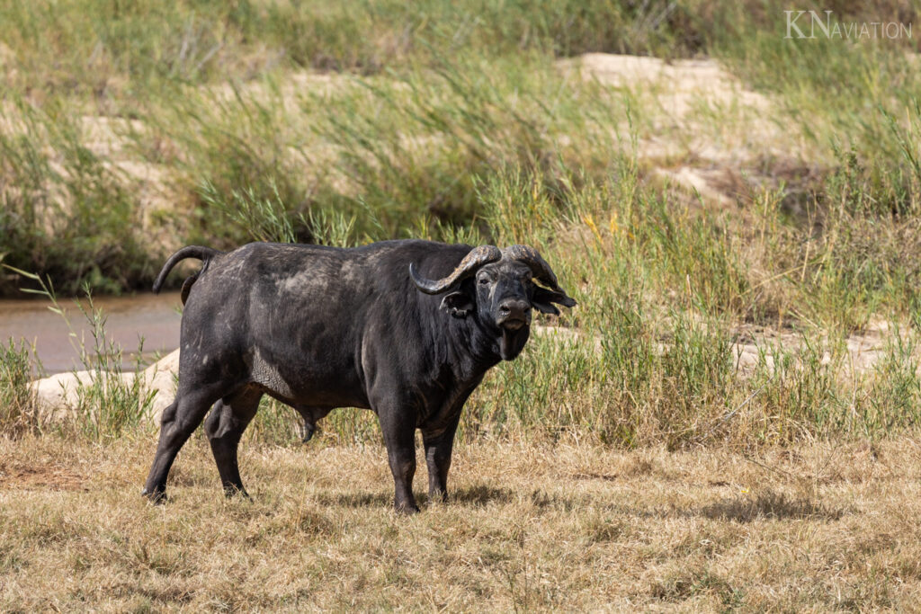 Buffalo