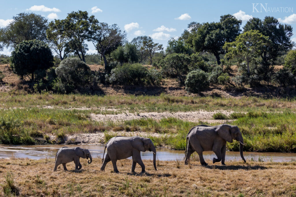 Elephants