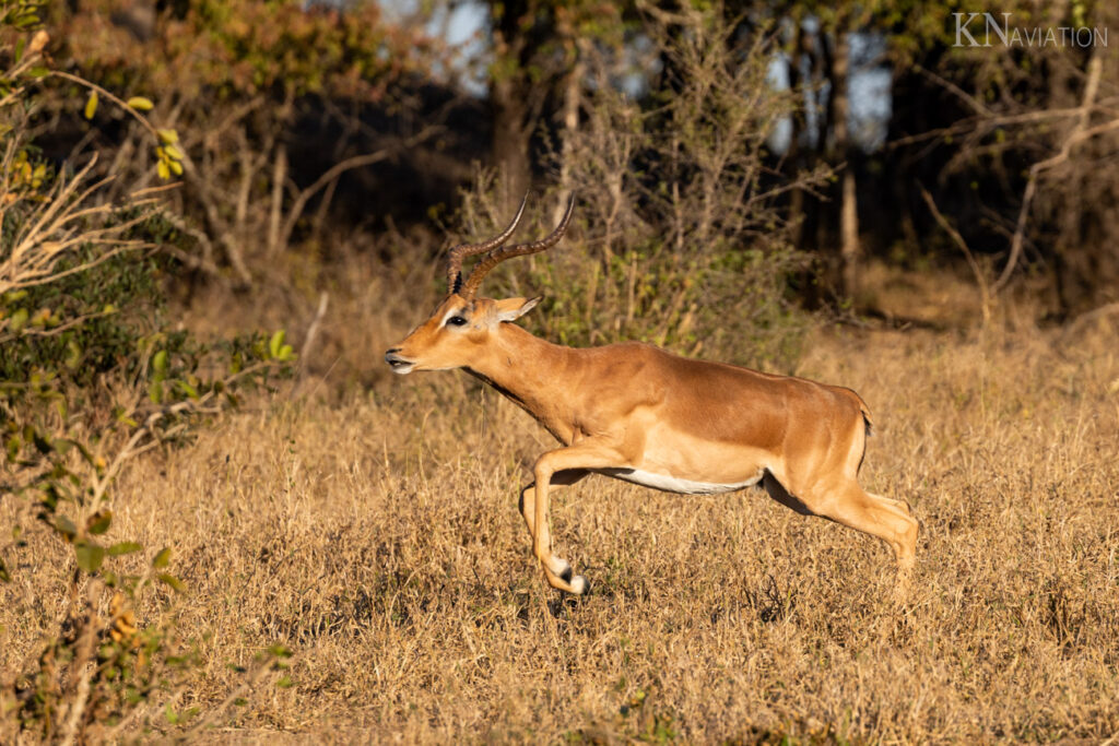 Impala