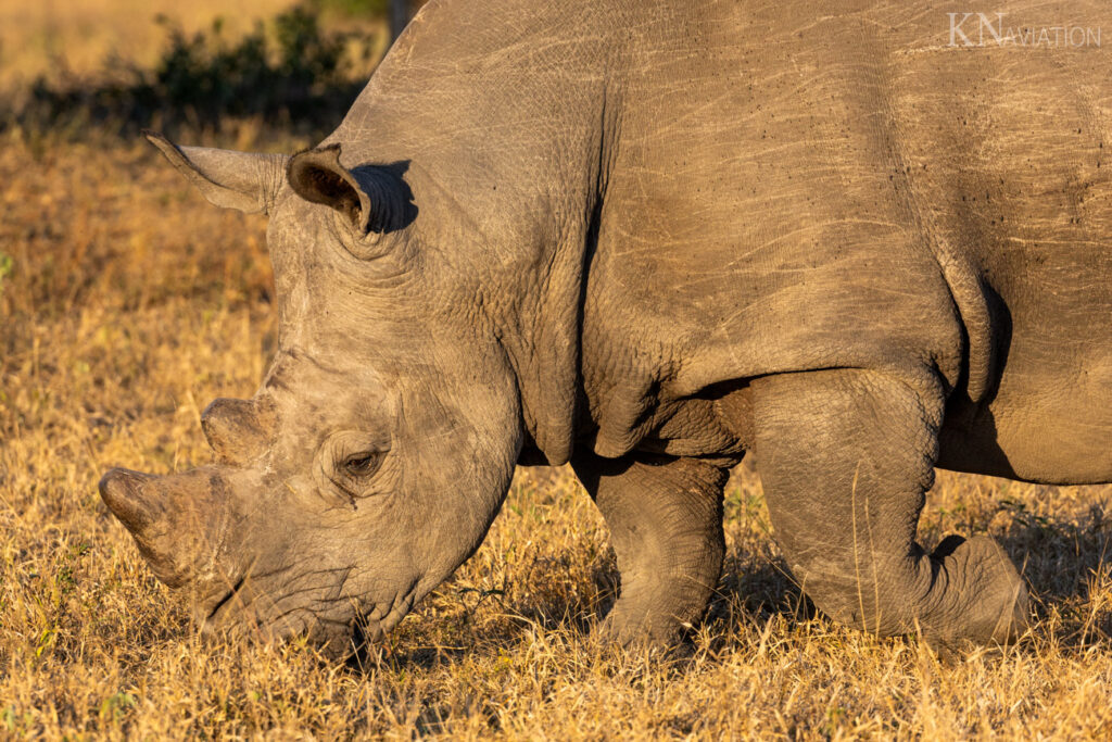 Rhino