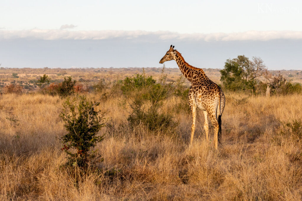 Giraffe