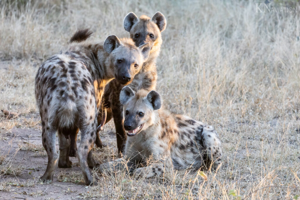 Hyenas