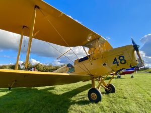Yellow Tiger Moth Flying