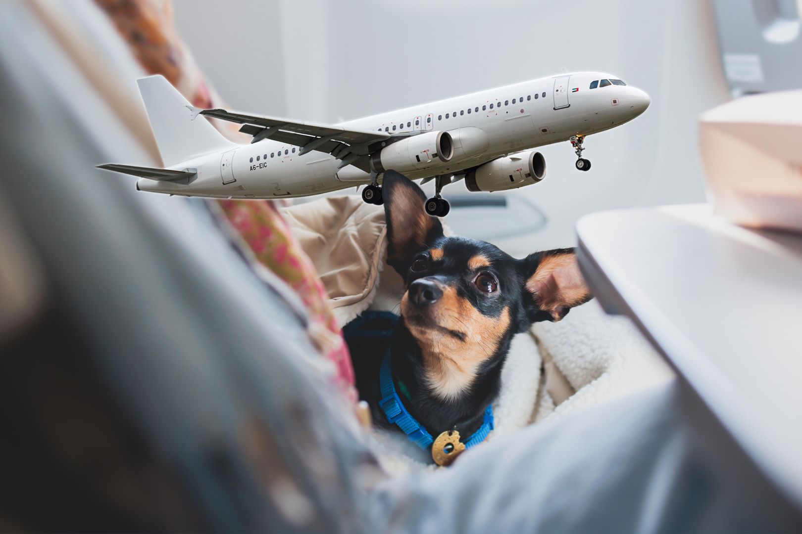 Which US Airline Is The Most Pet-Friendly